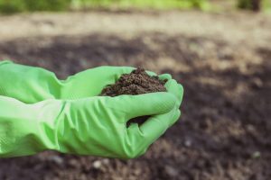 Man in green gloves checking quality of the soil.