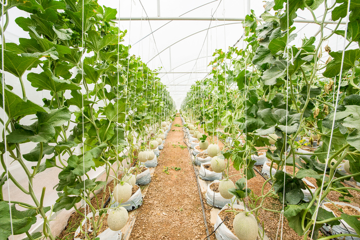 greenhouse farming